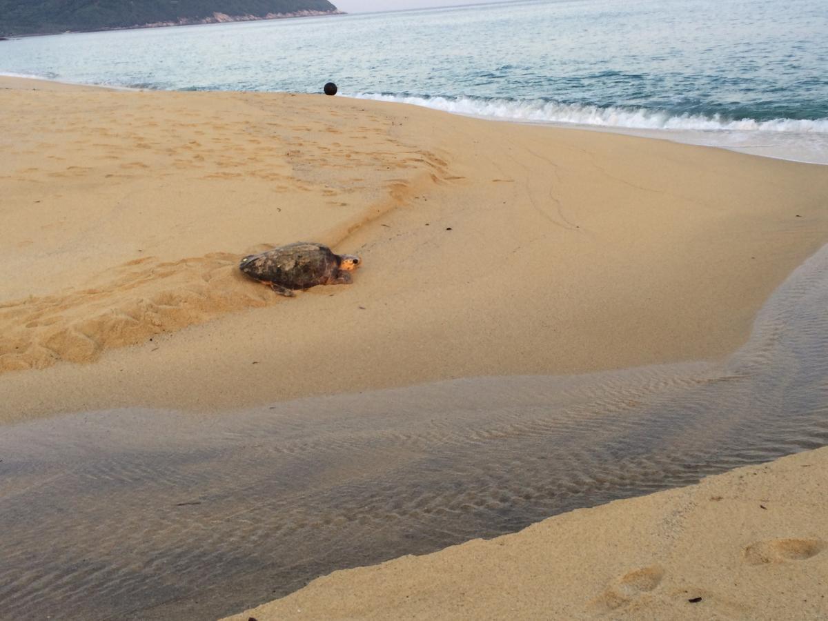 מלון יקושימה Marine Blue Yakushima מראה חיצוני תמונה